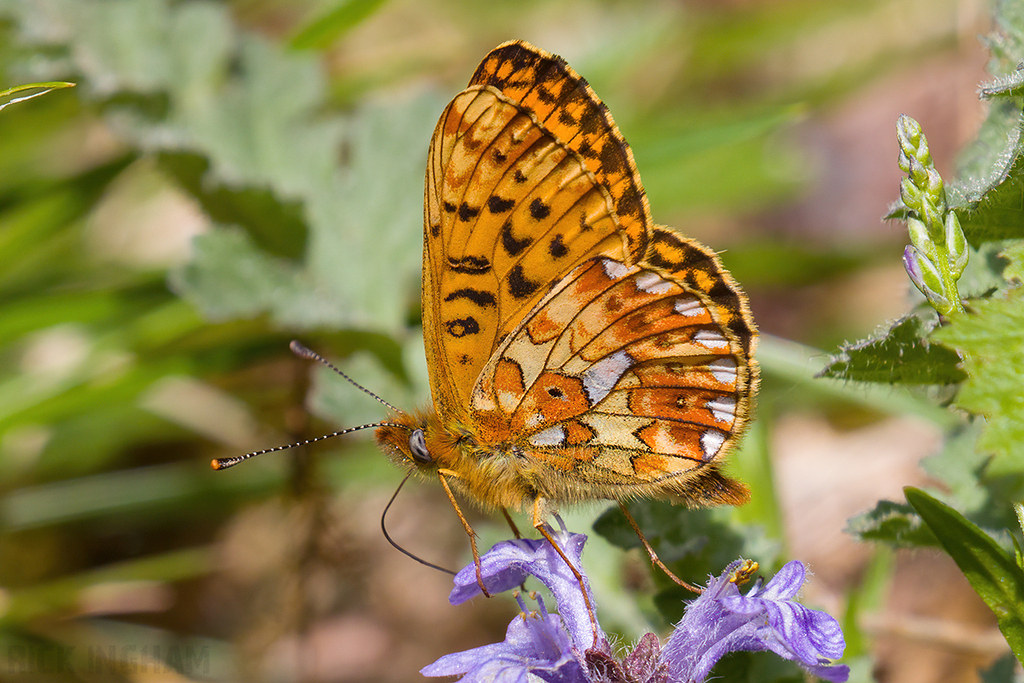 Pearl-bordered Fritillary