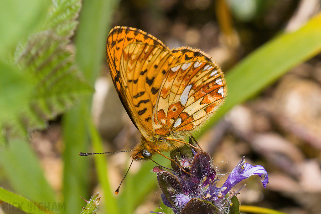 Pearl-bordered Fritillary