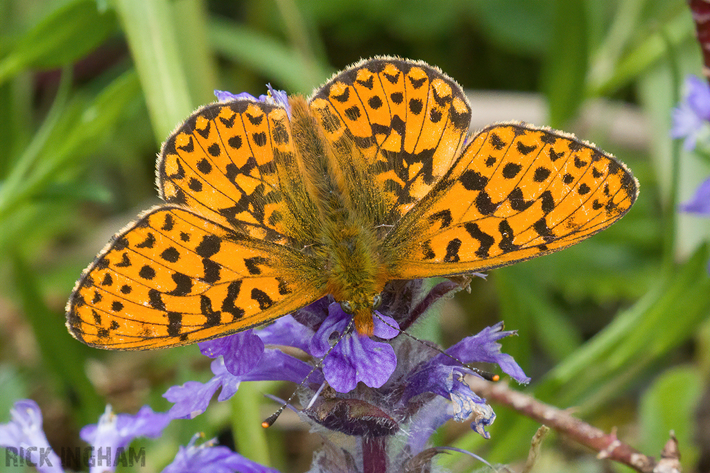 Pearl-bordered Fritillary