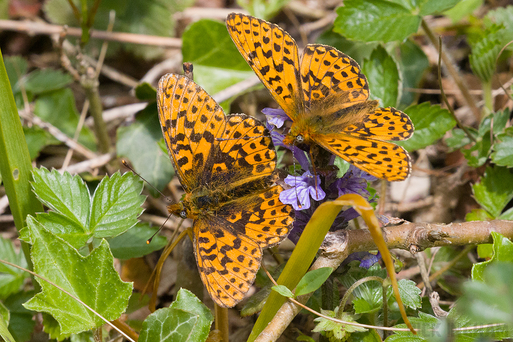 Pearl-bordered Fritillary