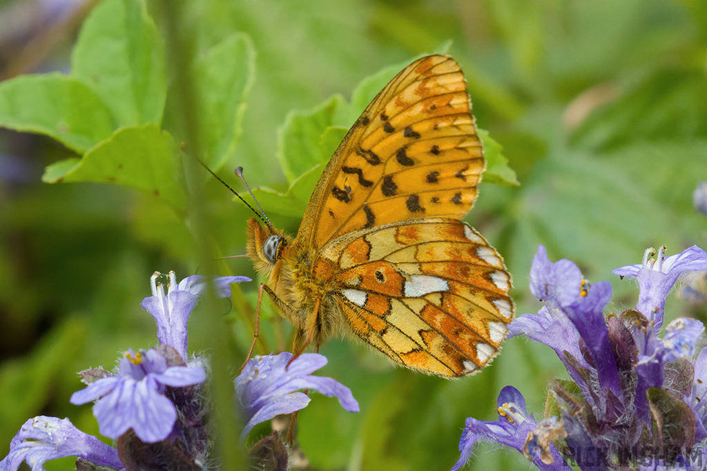 Pearl-bordered Fritillary
