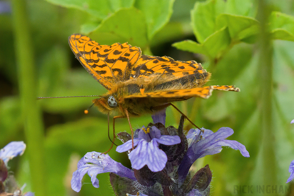 Pearl-bordered Fritillary