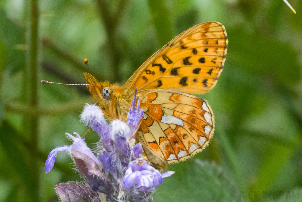 Pearl-bordered Fritillary