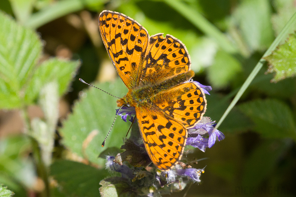 Pearl-bordered Fritillary