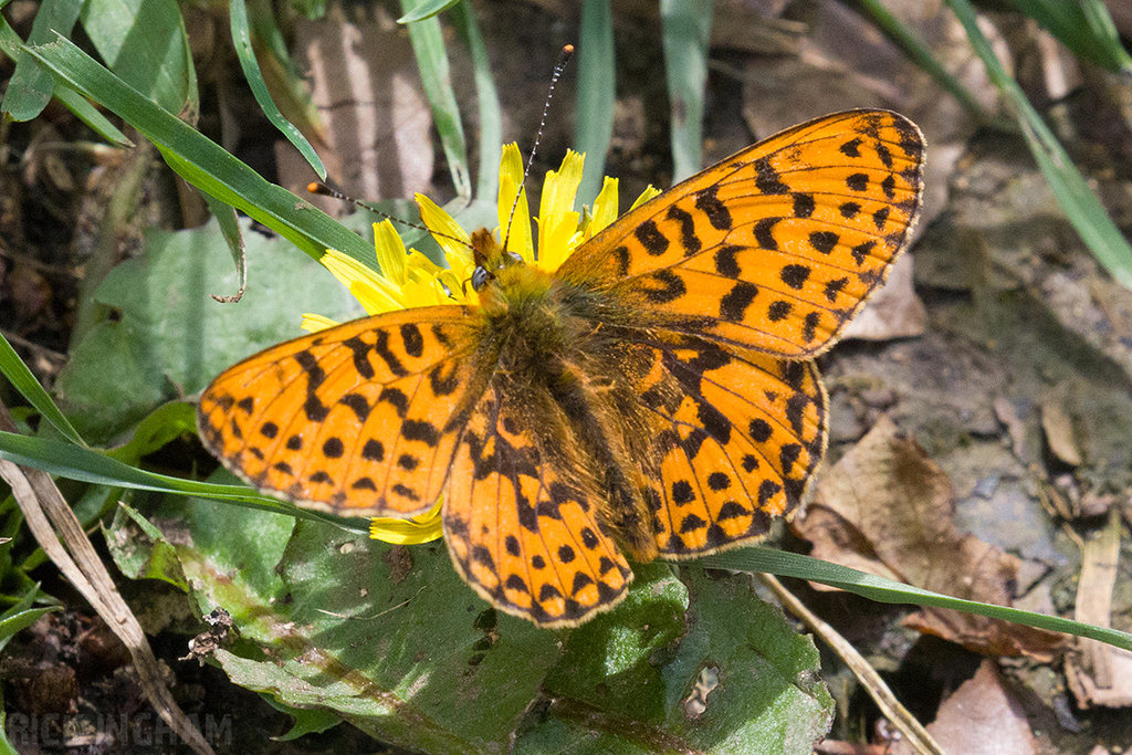 Pearl-bordered Fritillary