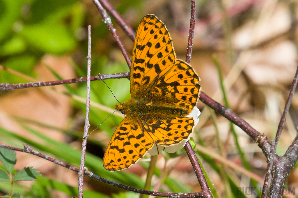 Pearl-bordered Fritillary
