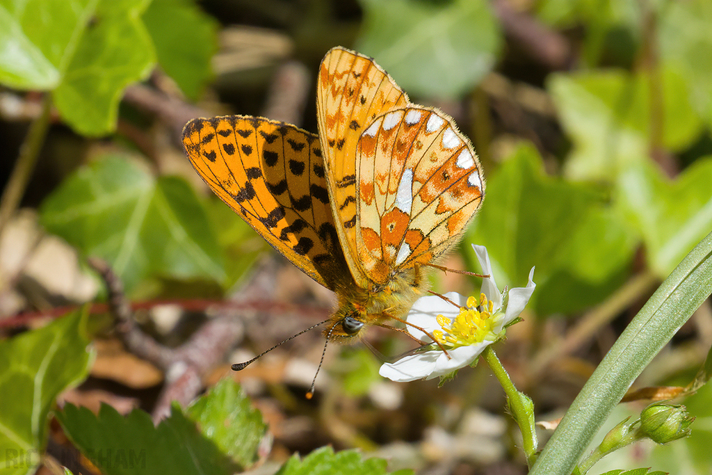 Pearl-bordered Fritillary
