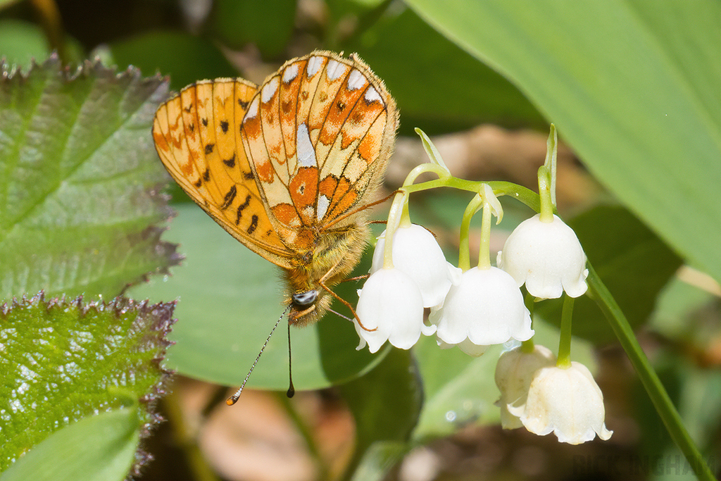 Pearl-bordered Fritillary