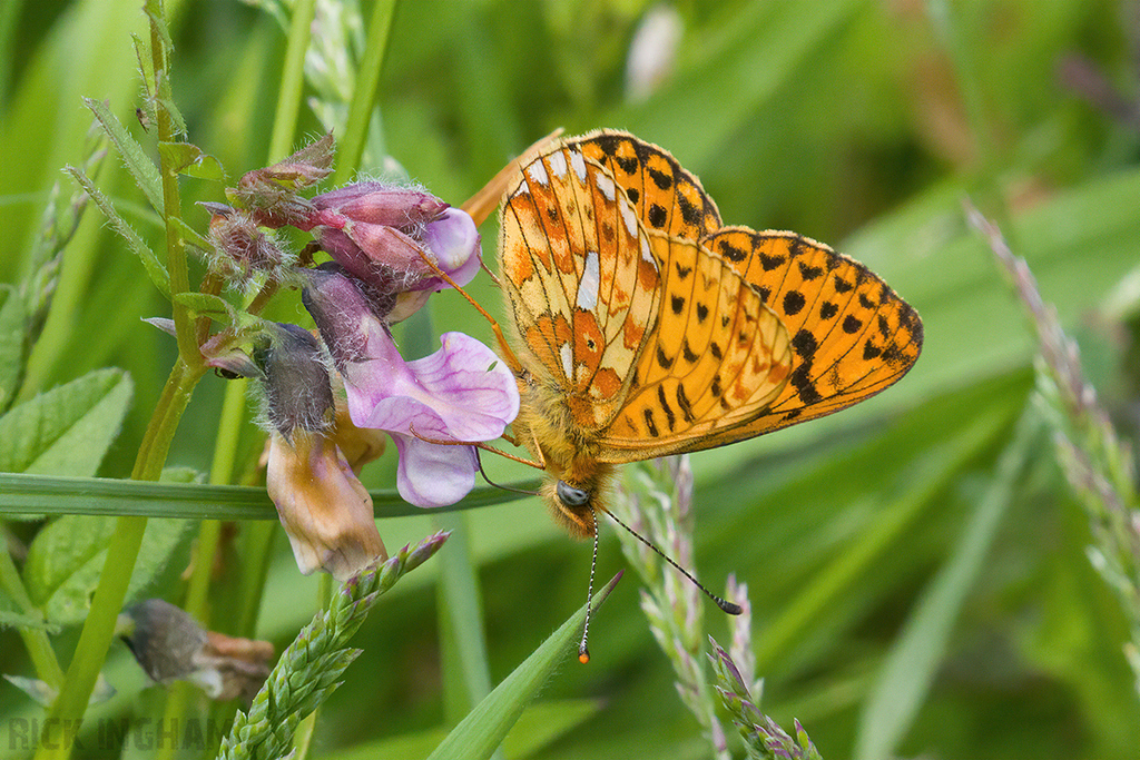 Pearl-bordered Fritillary