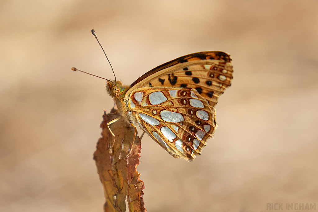 Queen of Spain Fritillary