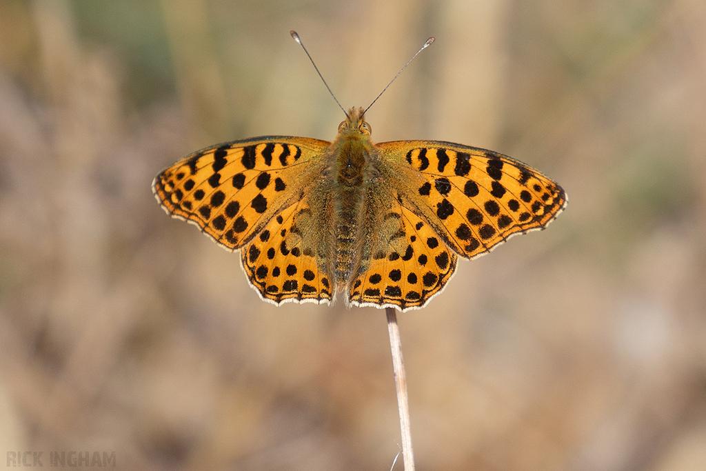 Queen of Spain Fritillary