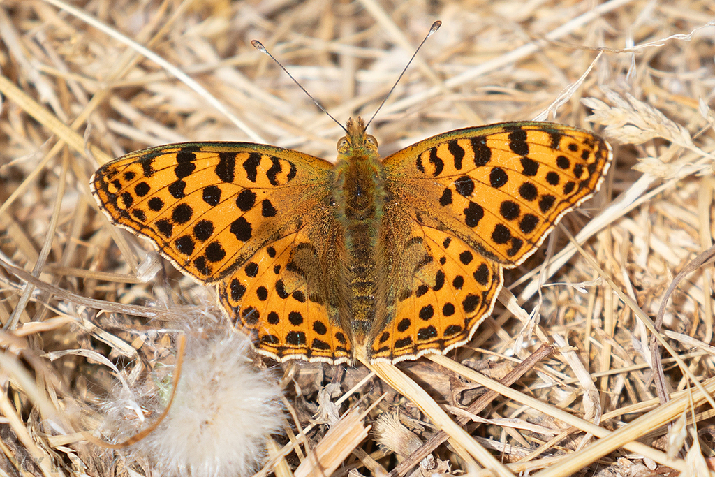 Queen of Spain Fritillary