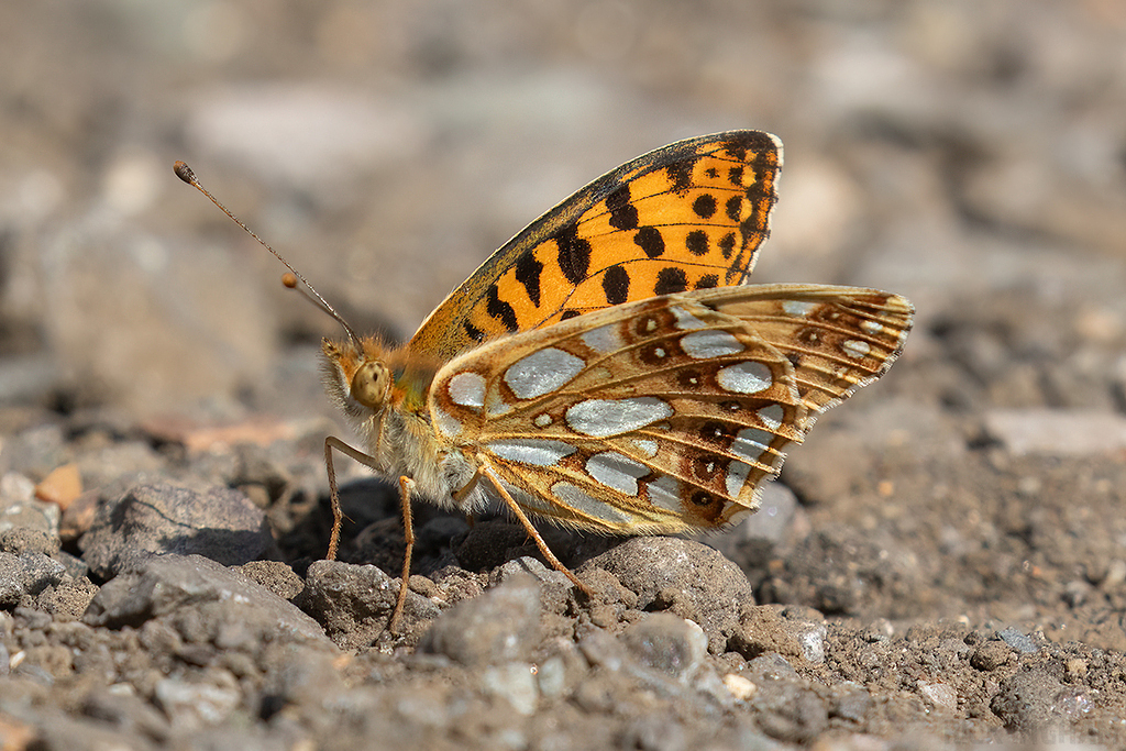 Queen of Spain Fritillary