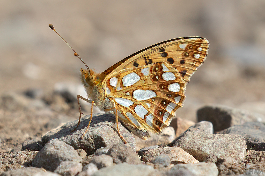 Queen of Spain Fritillary