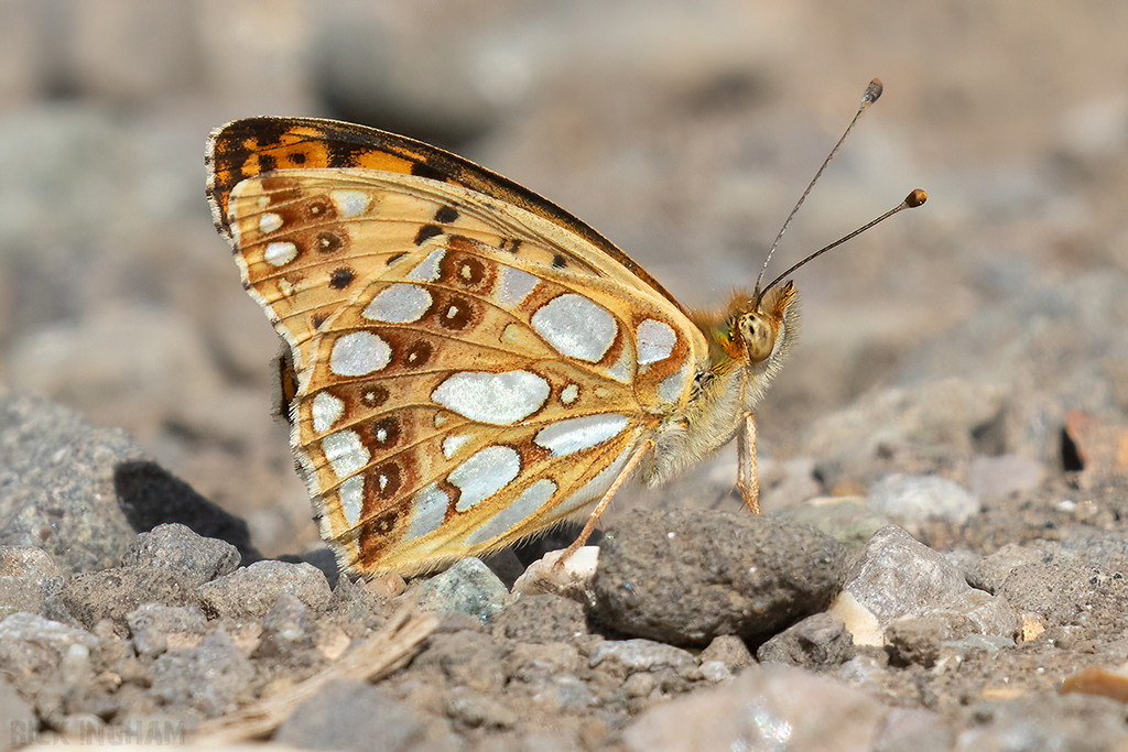Queen of Spain Fritillary