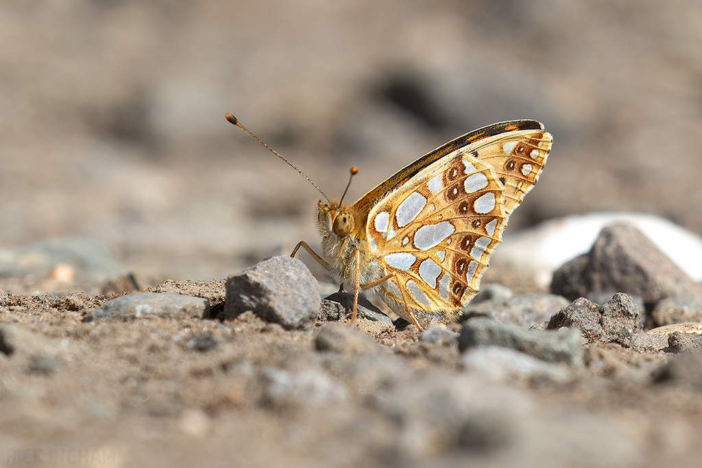 Queen of Spain Fritillary