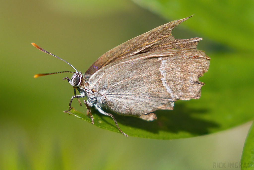 Purple Hairstreak Butterfly