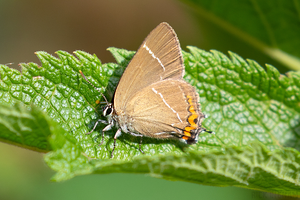 White-letter Hairstreak Butterfly