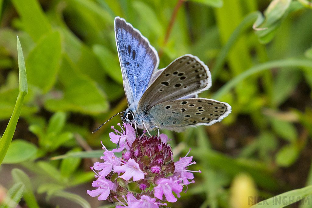 Large Blue Butterfly