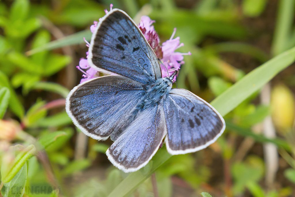 Large Blue Butterfly