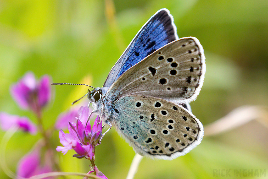 Large Blue Butterfly