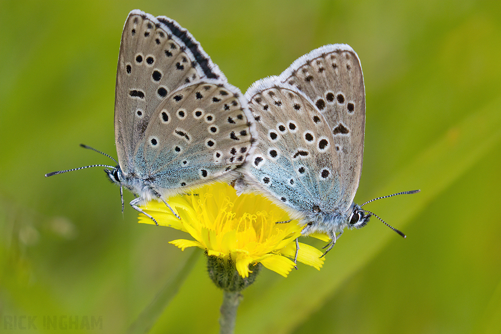 Large Blue Butterfly