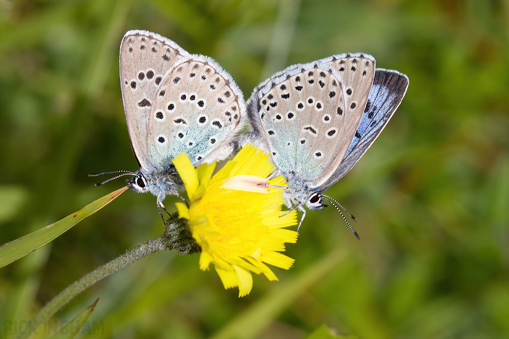 Large Blue Butterfly