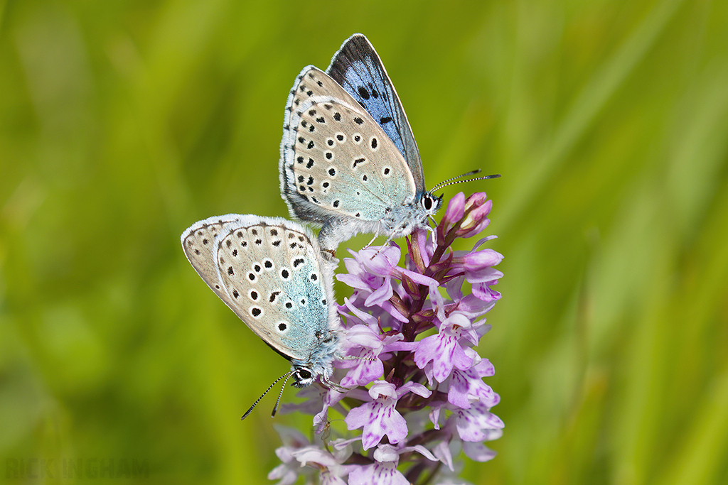 Large Blue Butterfly