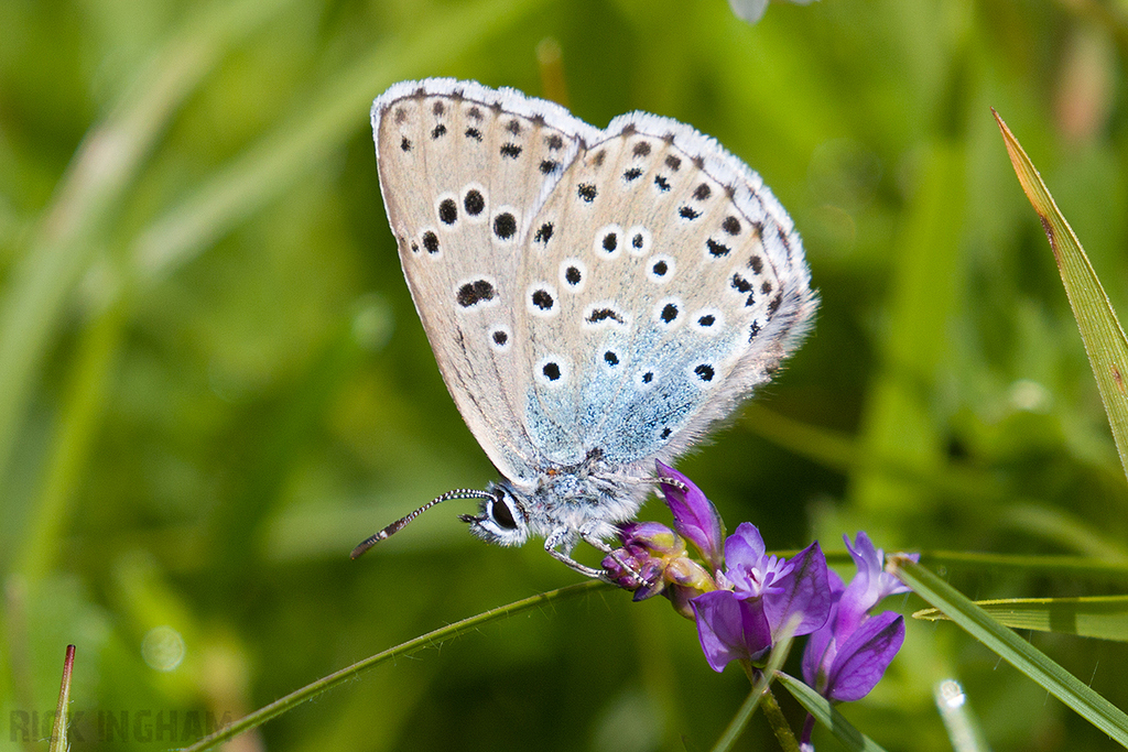 Large Blue Butterfly
