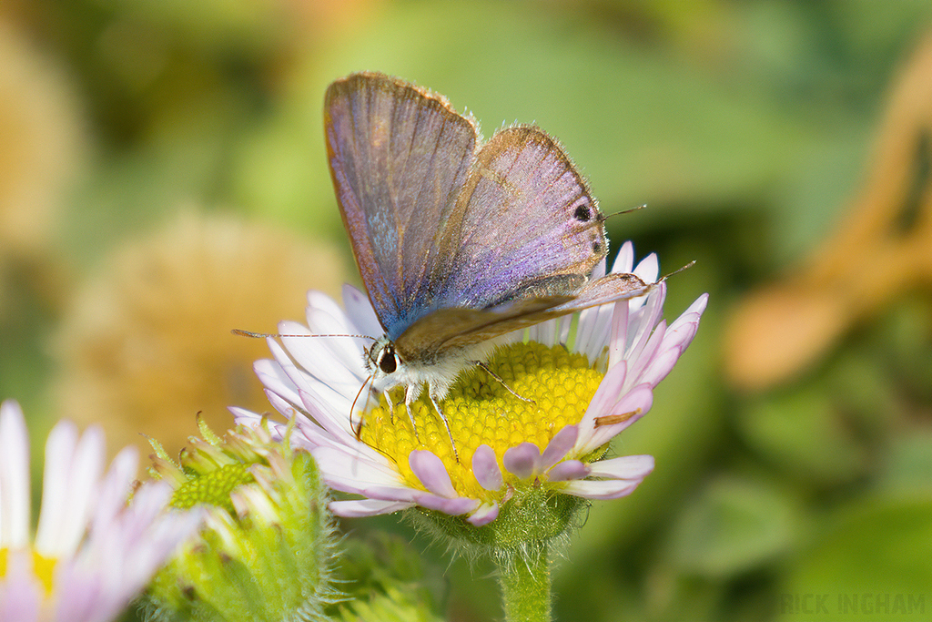 Long Tailed Blue Butterfly