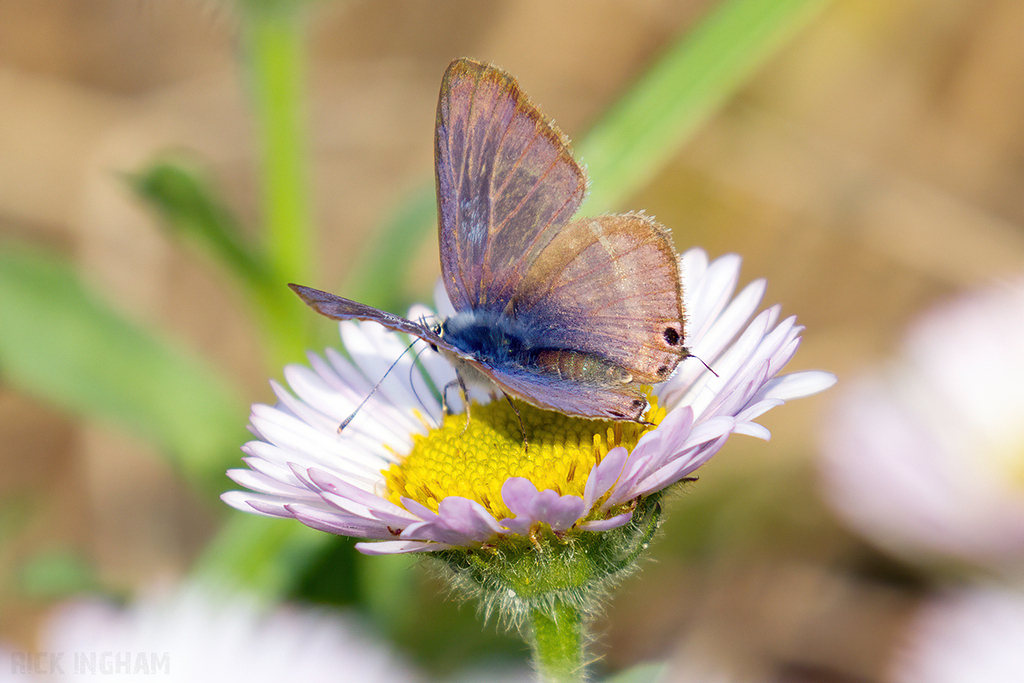 Long Tailed Blue Butterfly
