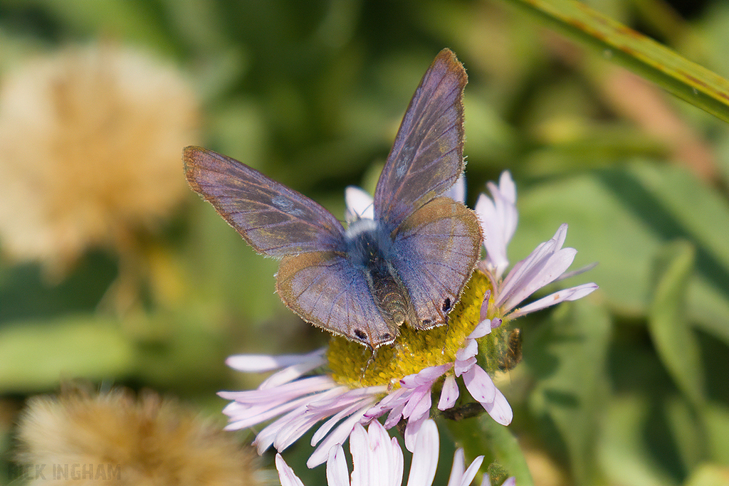 Long Tailed Blue Butterfly