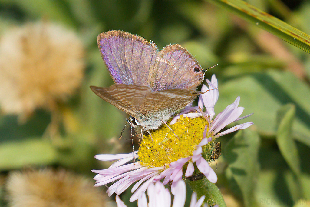 Long Tailed Blue Butterfly