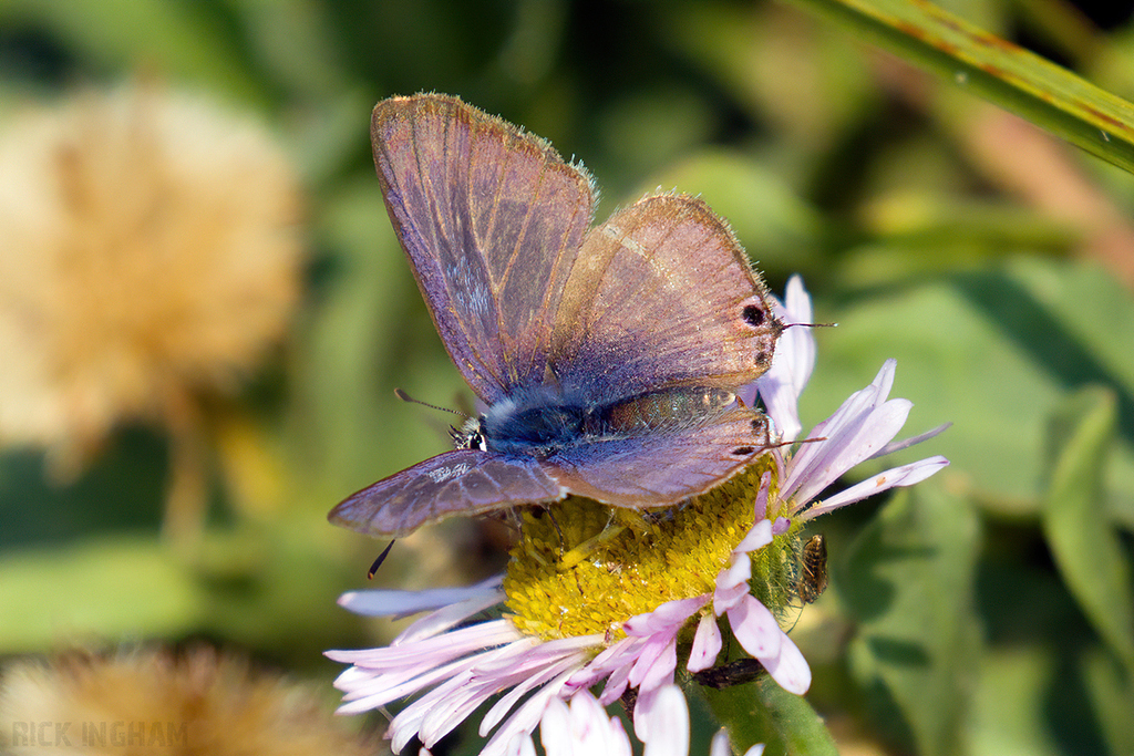Long Tailed Blue Butterfly