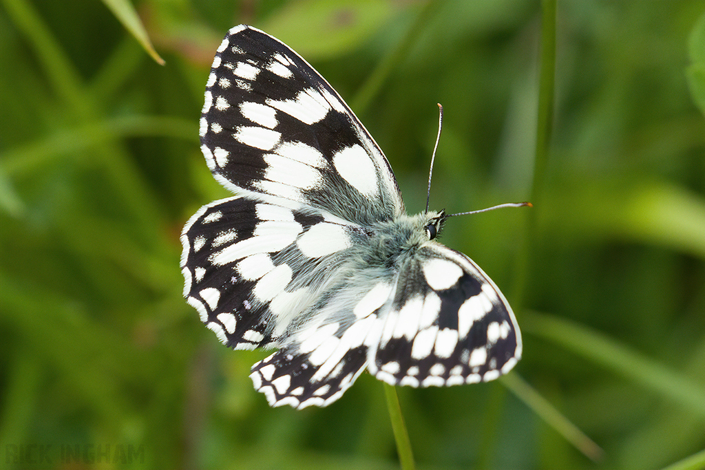 Marbled White Butterfly