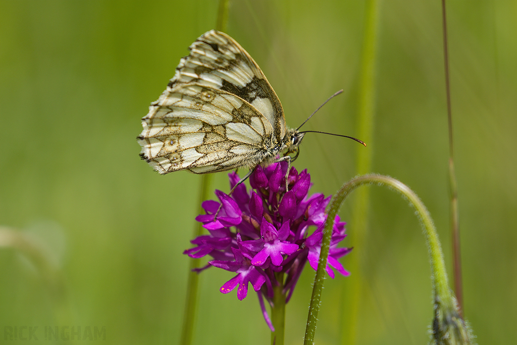Marbled White Butterfly