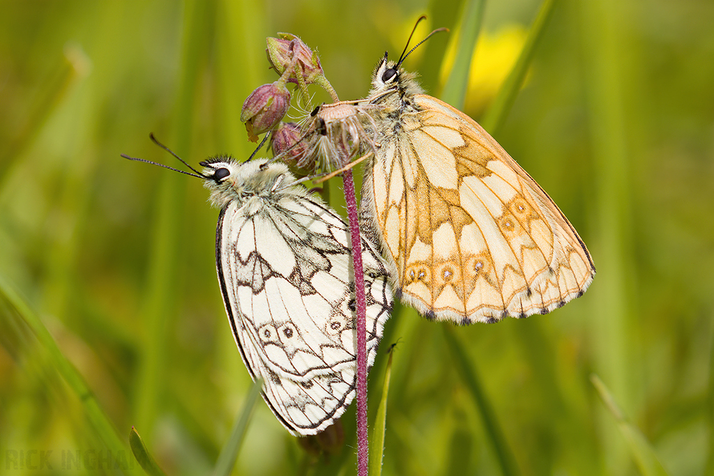 Marbled White Butterfly