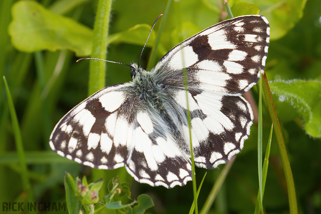 Marbled White Butterfly