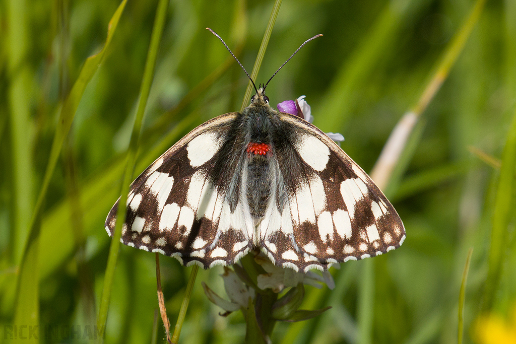 Marbled White Butterfly