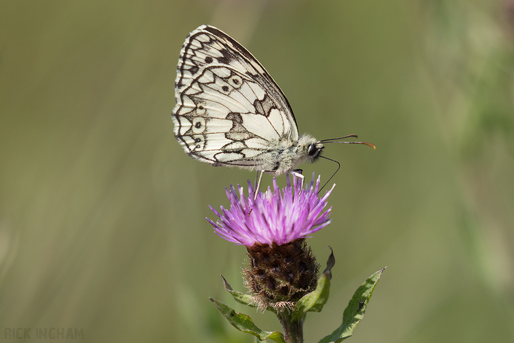 Marbled White Butterfly