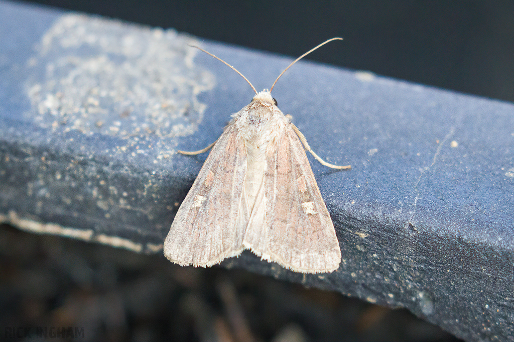 Square Spot Rustic Moth