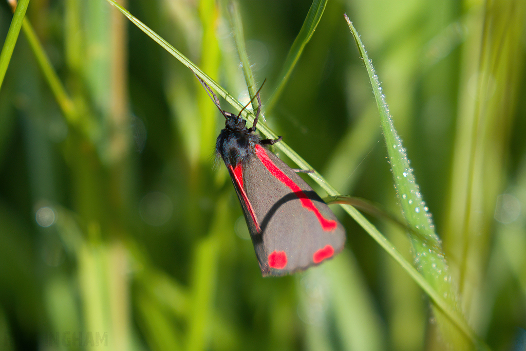 Cinnabar Moth