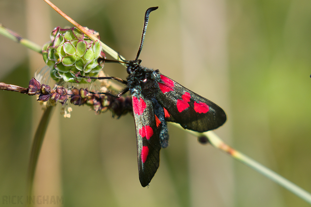 Narrow-bordered Five-spot Burnet Moth