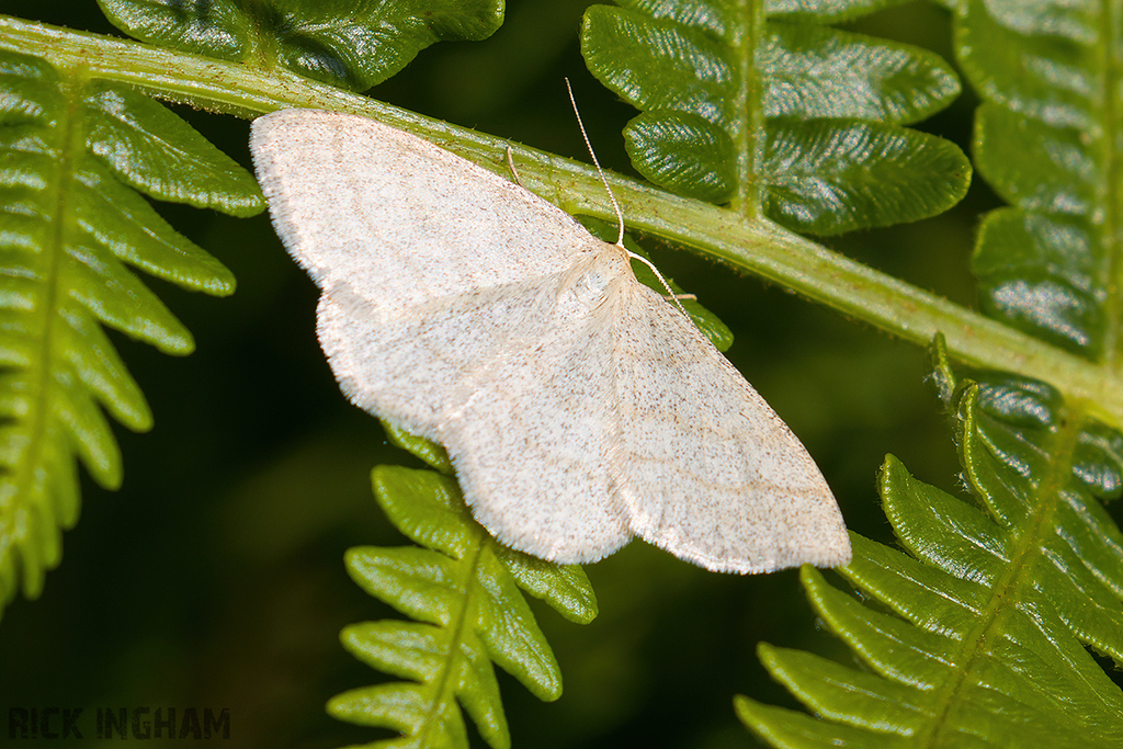Common Wave Moth