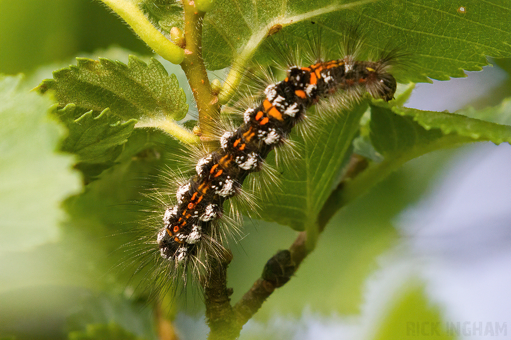 Yellow Tail Moth Caterpillar