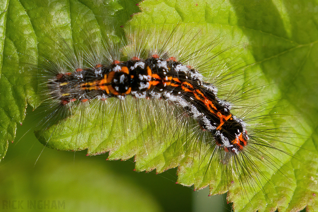 Yellow Tail Moth Caterpillar