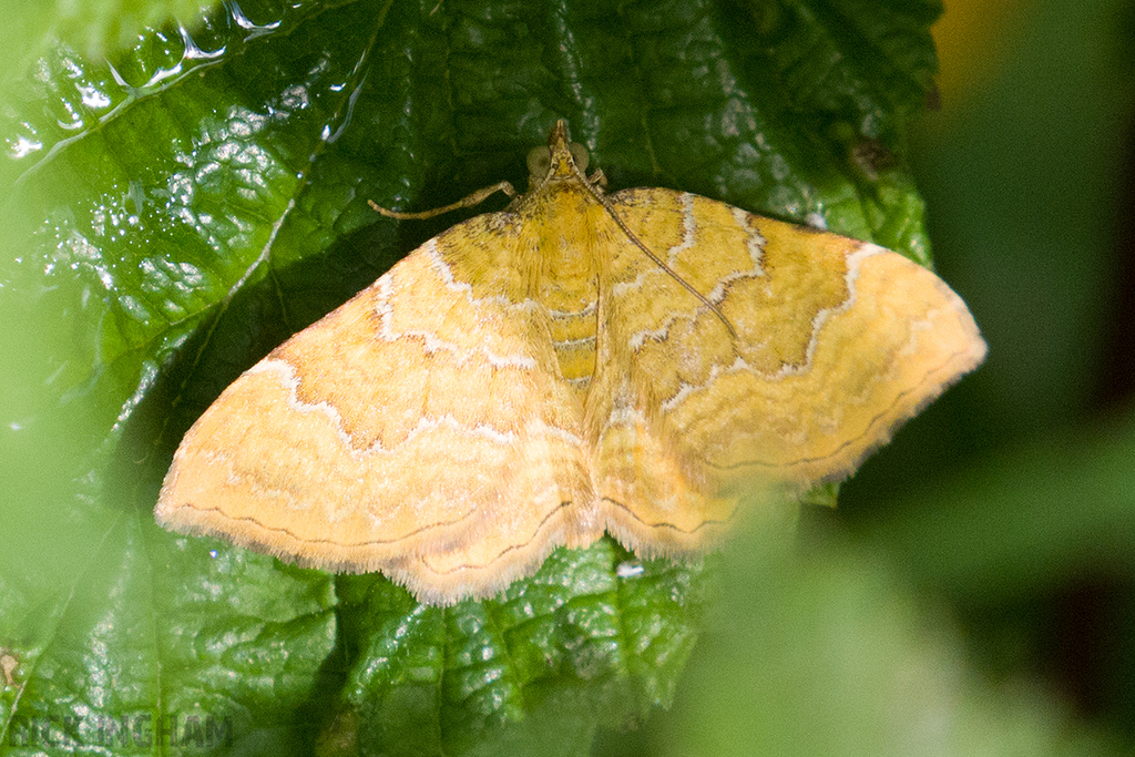 Yellow Shell Moth