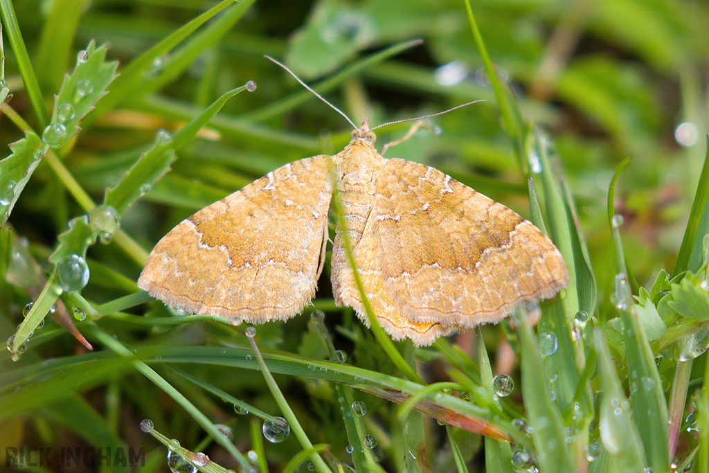 Yellow Shell Moth