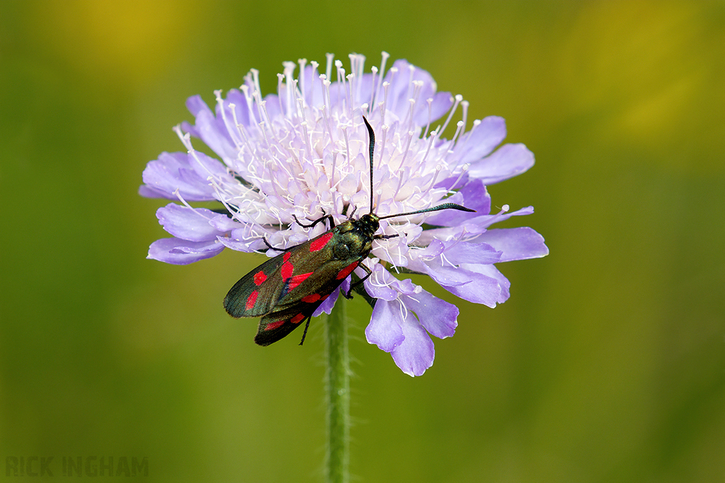 Six-Spot Burnet Moth