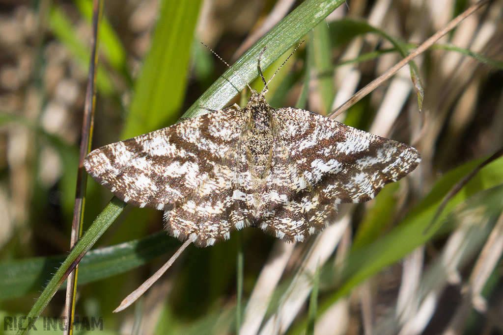 Common Heath Moth